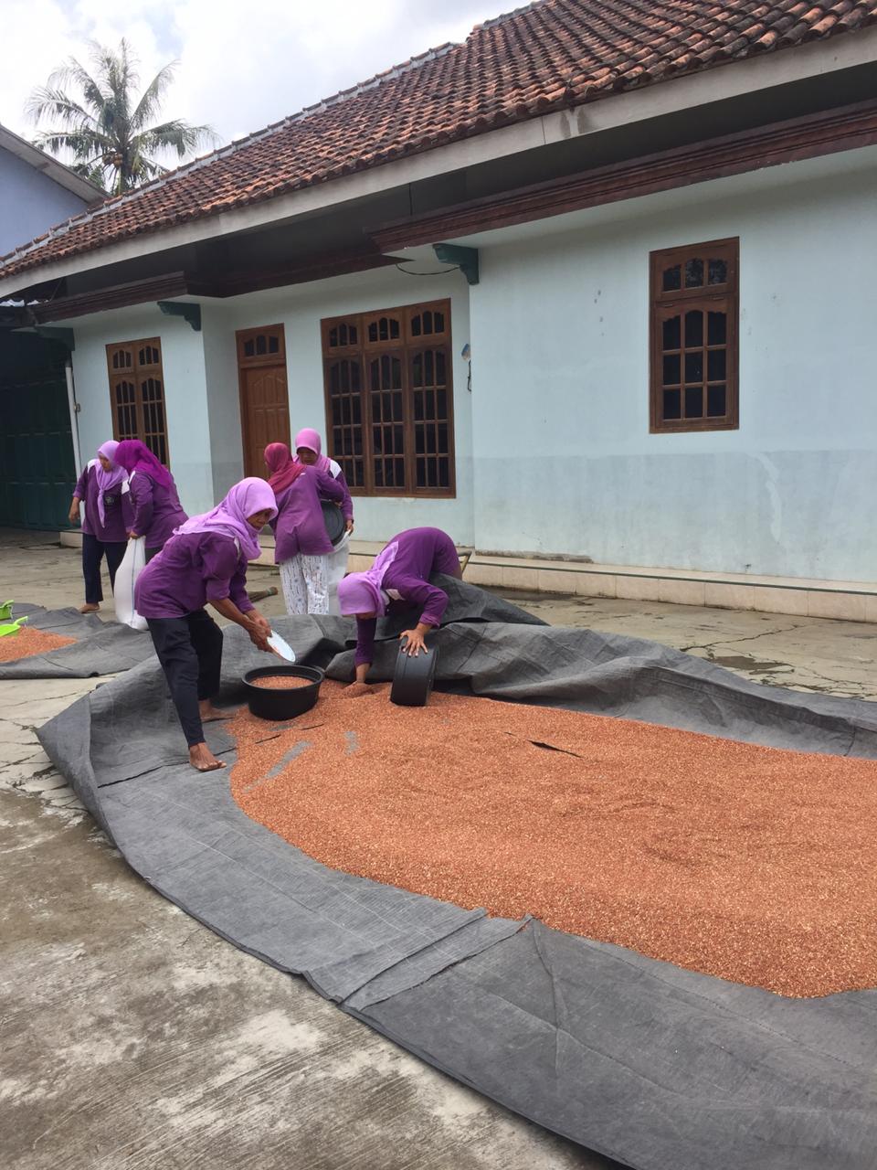 Gapoktan Melakukan Penjemuran Gabah - 2019